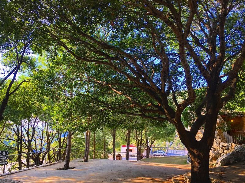 Be like a tree .. 🌳 Stay grounded ☘️ Connect with your roots 🌱Keep... (St Rafqa-Jrebta)