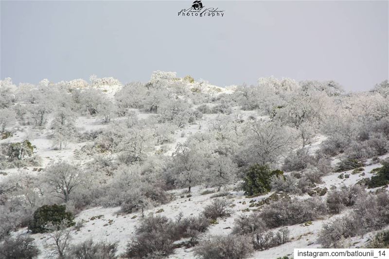 BE LIKE SNOW BEAUTIFUL, BUT COLD • • •  chouf  shoufreserve  lebanon ...