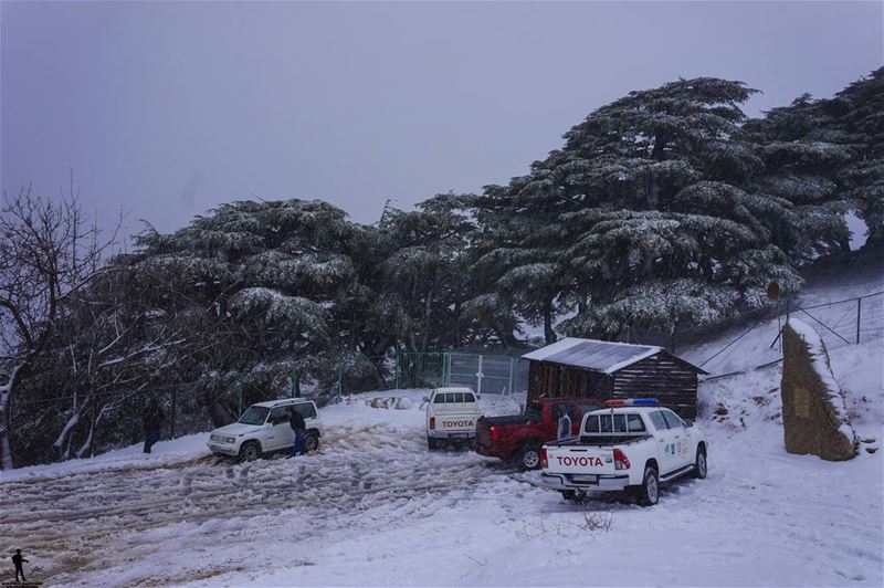 Be like snow..silent and cold. snow  nature  cedar  shoufbiospherereserve... (Maaser El Shouf Cedar Reserve محمية ارز معاصر الشوف)