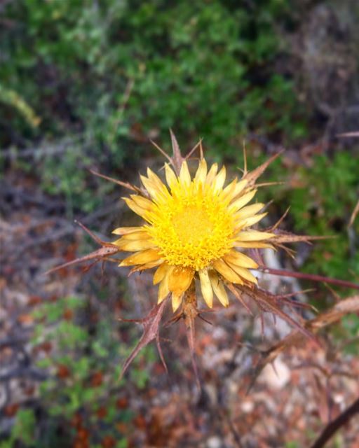 Be like this flower, beautiful to see, hard to be approached  leo  love ... (Maasser El Chouf)