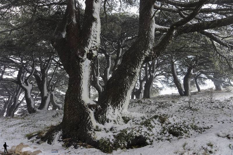 Be nice for no reason..  snow  chouf  lebanon  ig_lebanon  ptklebanon ... (Maaser El Shouf Cedar Reserve محمية ارز معاصر الشوف)