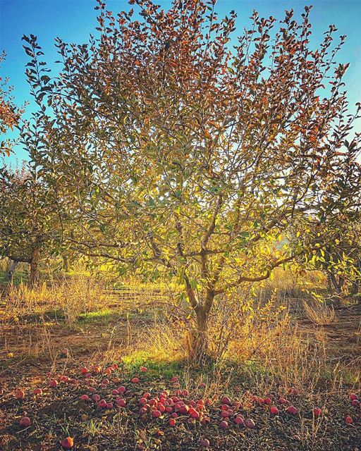 Be sure you put your feet in the right place, then stand firm. Abraham... (Tannurin Al Fawqa, Liban-Nord, Lebanon)