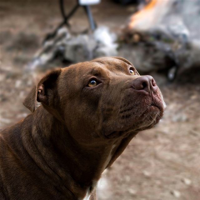 'be the person ur dog thinks u are...'''' photography ... (Lebanon)