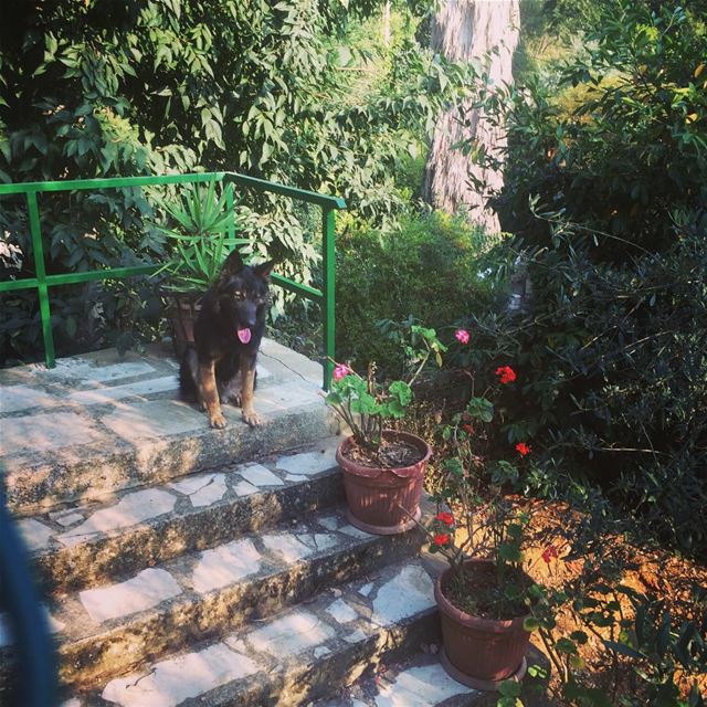 Be the person your dog thinks you are 🐶 dog  garden  flowers  house ... (Dlebta, Mont-Liban, Lebanon)