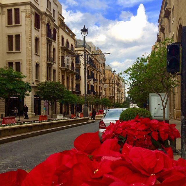 Beautiful Beirut during Christmas Time🎄Red Poinsettia everywhere❣️❣️... (Beirut, Lebanon)