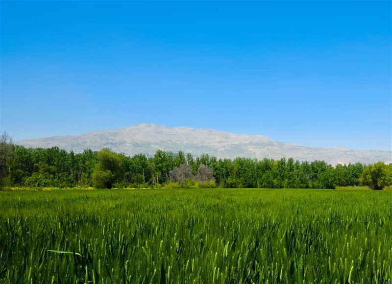 Beautiful colors of the Bekaa valley''''''' whatsuplebanon ... (Beqaa Valley)