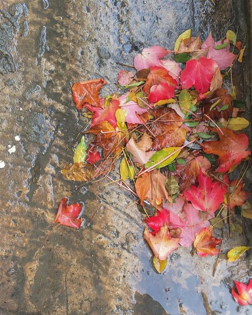 Beautiful colors 🍁🍁🍁-- winter beirut lebanon wednesday  instagram... (Beirut, Lebanon)