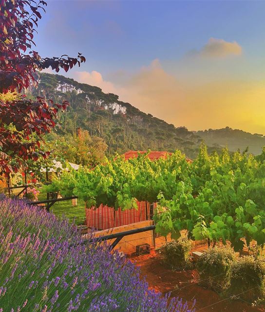Beautiful combination 😍 lebanon  nature  naturelovers  natureporn ... (Bmariam, Mont-Liban, Lebanon)