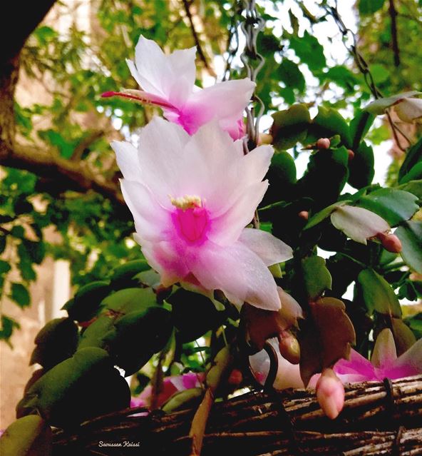  beautiful  flower  in my garden  lebanon ...