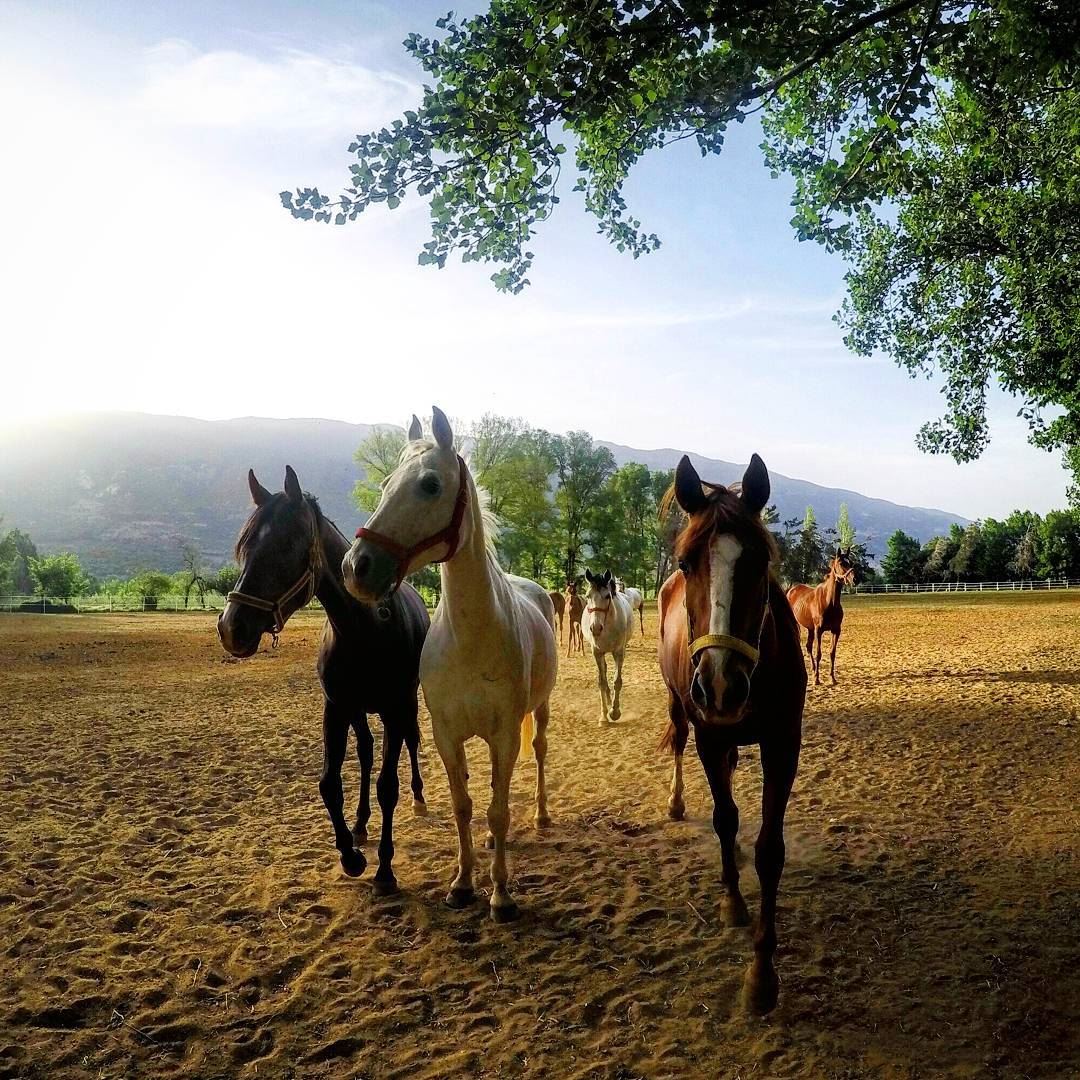 Beautiful  Horses  WhileHiking  Ammik  Ammiq  Bekaa  bekaavalley  Lebanon... (`Ammiq, Béqaa, Lebanon)