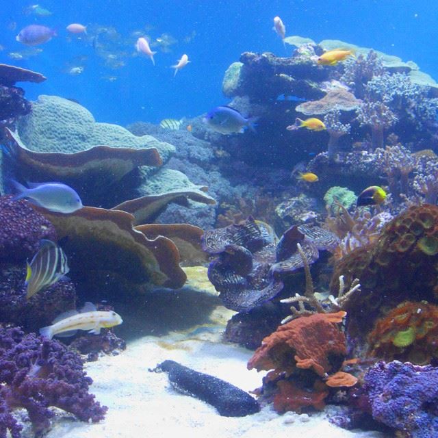 Beautiful! marine  animals  fish  corals  sea  ocean  aquarium  Africa ...