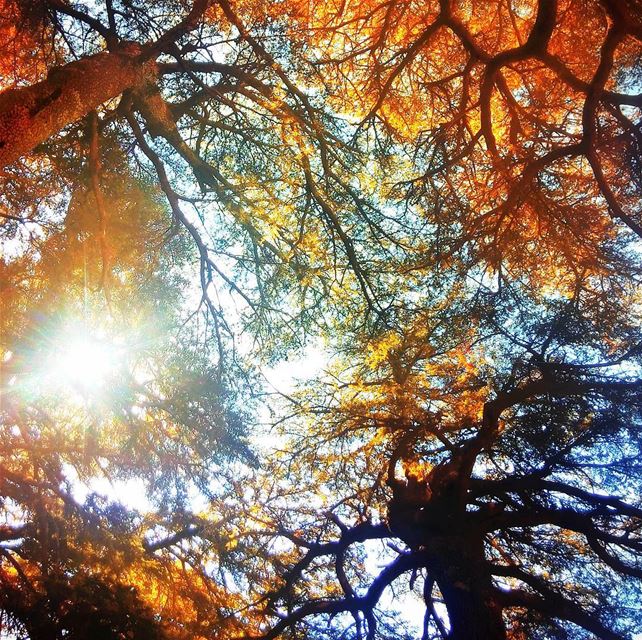 Beautiful nature🍁 lebanon  nature  naturelovers  natureporn  landscape ... (Bazoun Village)
