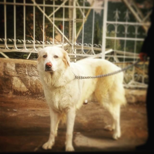 🐾 beautiful Penelope Penelope  randomly  goldenretriever  goldenlove ... (Bsalim, Beirut)