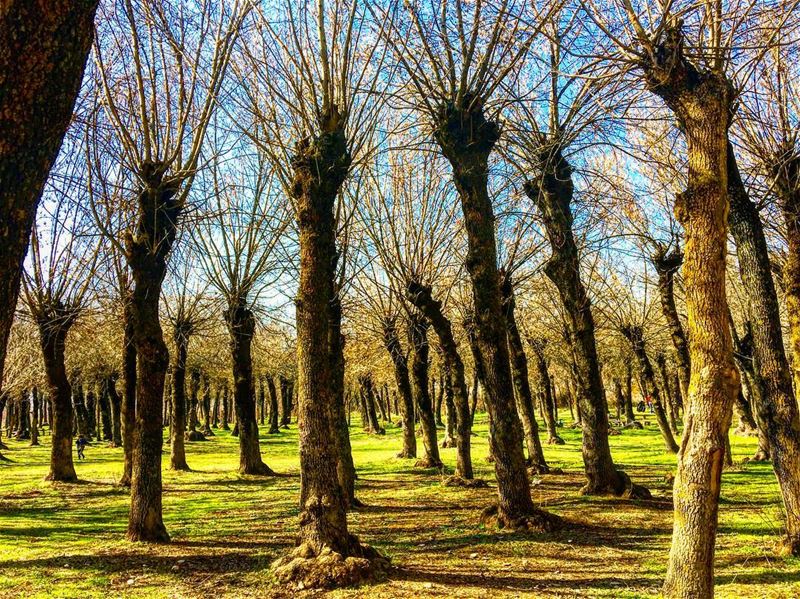 Beautiful place to get lost ✨🍃🍂  explorelebanon  livelovezahleh ... (Taanayel- Bekaa)