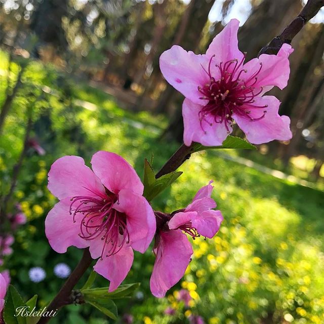 Beautiful Sunday to all💞 livelovebeirut  lebanontimes  lebanonweekly ... (Zahlé District)