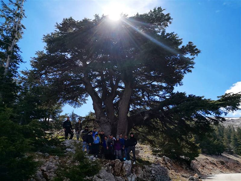  beautifullebanon  livelovelebanon  cedar  hikingadventures  friends ...