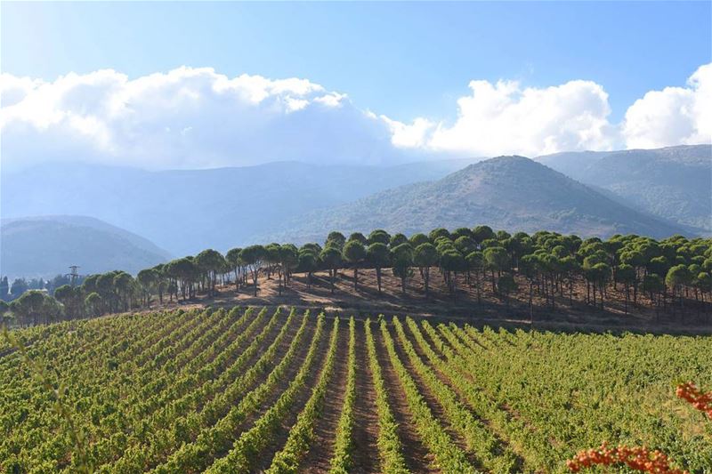 Beautifully aligned An awesome scenery  (Bekaa, Lebanon)