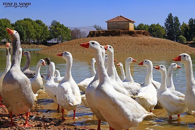  beautifulnature  beautifullebanon  naturephotography  nature ... (Lac De Taanayel)