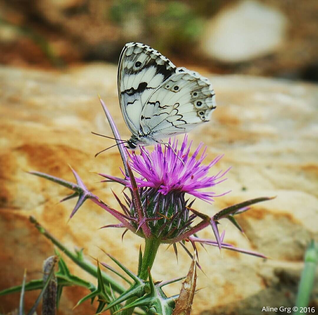 Beauty and the Beast of Mother Nature .. butterfly  thistle  mothernature...
