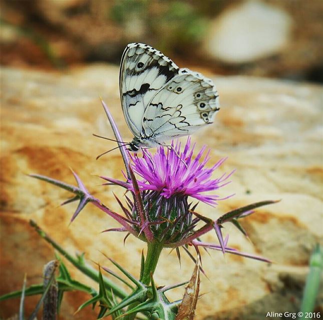 Beauty and the Beast of Mother Nature .. butterfly  thistle  mothernature...