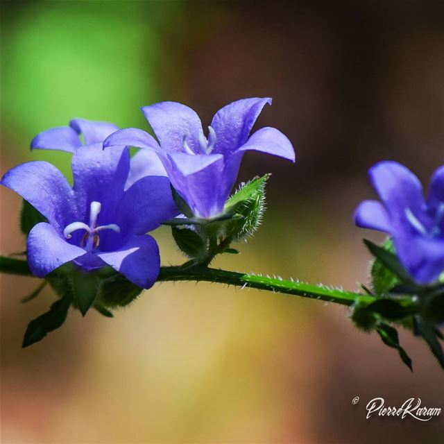  beauty in the  wildness ... naturephotography  nature  flower ...