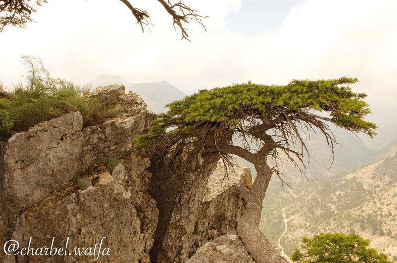  Beauty of  Lebanon cedar  cedars  cedarsprings  cedarsoflebanon ... (Arz Tannourine)
