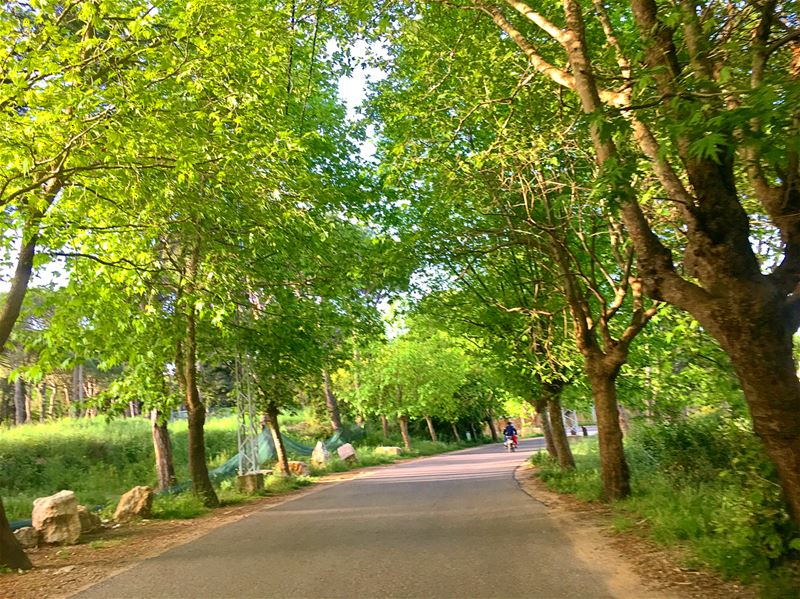 •beauty•••spring• Spring  beauty  livelovelebanon  livelovenature ... (Aley)