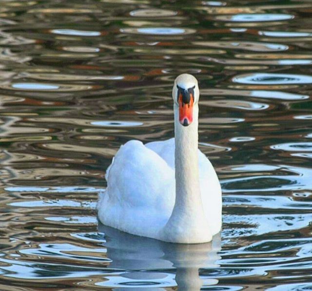  beauty  whatsuplebanon  ig_lebanon  insta_lebanon  Lebanon  lebanontimes ... (Lac de Bnachii)