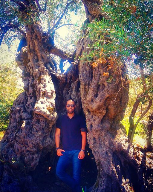 BECHEALEH Olive trees have yet to be found – and perhaps never will – that... (Bchaalé, Liban-Nord, Lebanon)