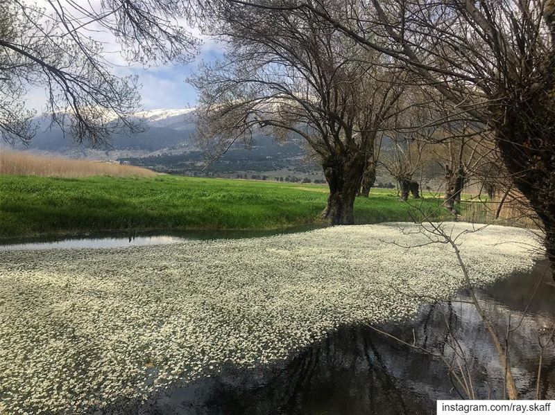 Bed of flowers ON water‼️.... ............. lebanon ... (Somewhere Special)