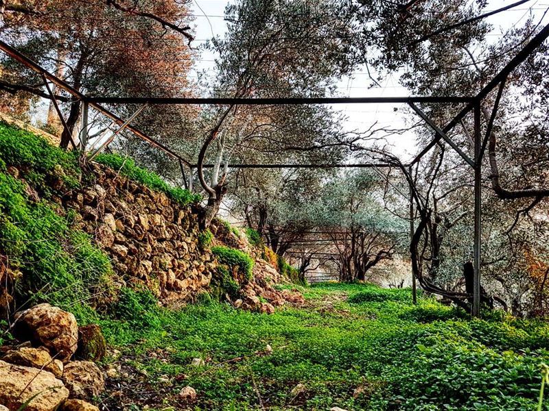 Bed of grass.  instalebanon  livelovelebanon  chouf  greenisthecolor  love... (Deïr El Qamar, Mont-Liban, Lebanon)