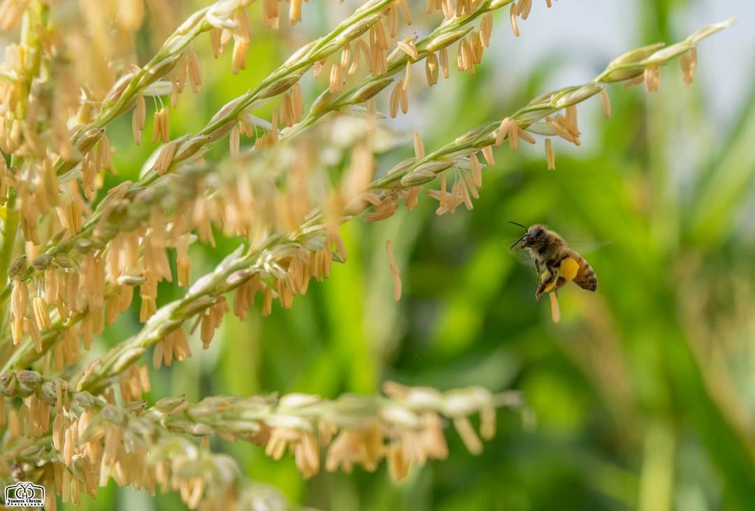 Bee 🐝🐝🐝 bee  insect  nature  corn  garden ...