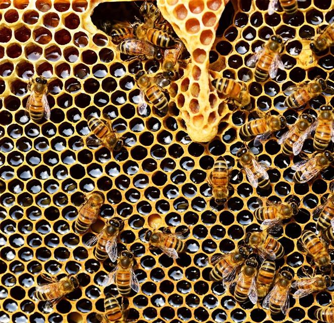 🐝😍 Bee  BusyBee  HoneyComb  jGrove  ForestHoney  Honey  Raw  Pure ...