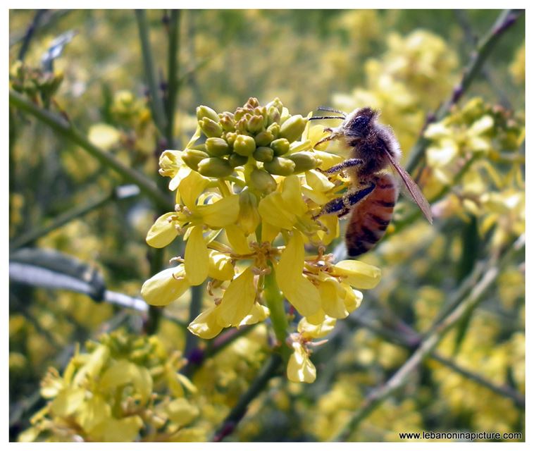 Bee Carrying Pollen