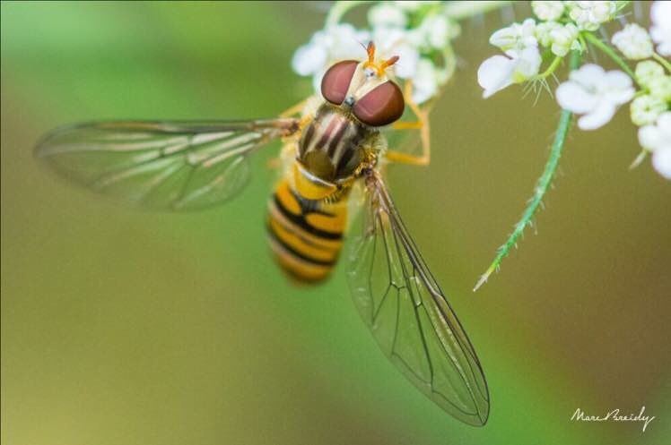 'Bee' Happy! JabalMoussa  mountain  biodiversity  flora  fun ...