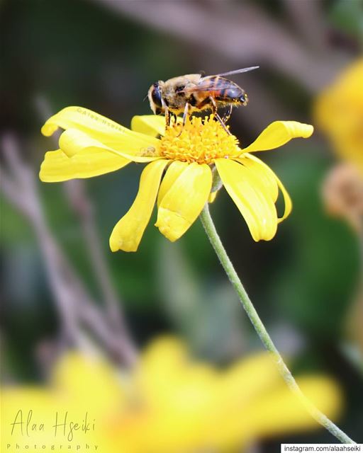 Bee Yourself 🐝... Hseiki  bees  honey  bee  beekeeping  nature ... (Baïssoûr, Mont-Liban, Lebanon)