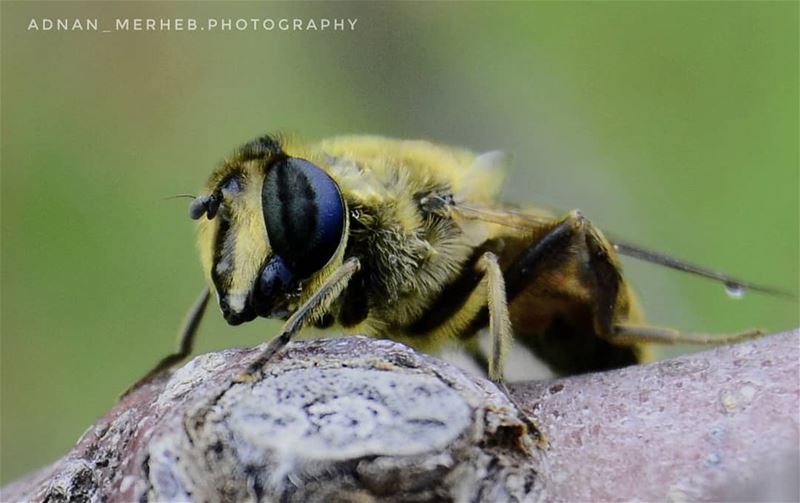 🐝 Bee❤️📸 insects  insect  bug  bugs  socialsteeze  bugslife  macro ... (فنيدق)