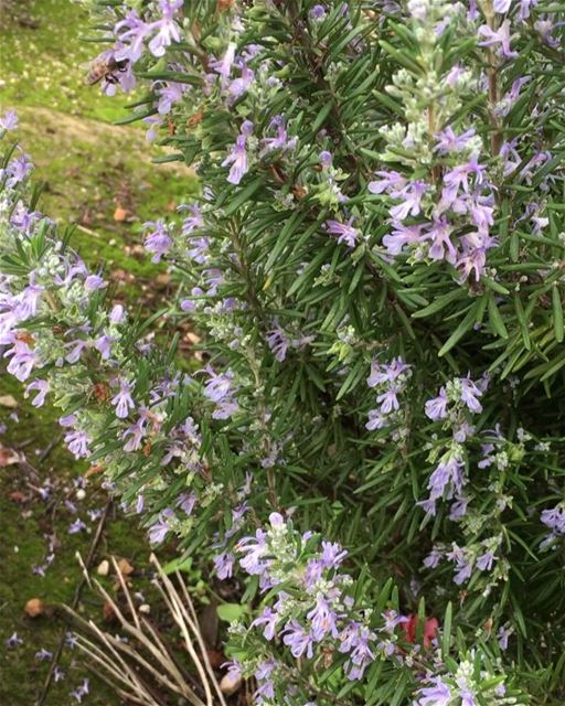 Bees and Rosemary 🐝  bee  bees  rosemary  naturephotography  nature ...