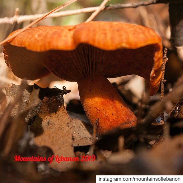 beetle’s eye view of a mushroom!as pretty as they might look, MUSHROOMS...