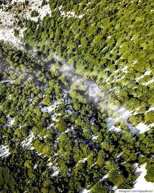 Before the storm!.. dji ainzhalta  lebanon.... moodygrams  ... (Al Shouf Cedar Nature Reserve)