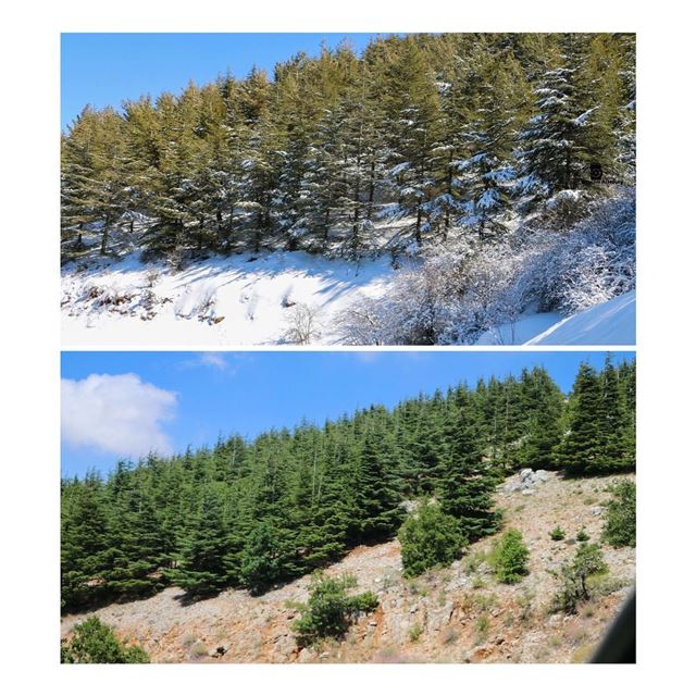  beforeandafter snow nature cedars lastwinter duringsummer now trees chouf... (Al Shouf Cedar Nature Reserve)