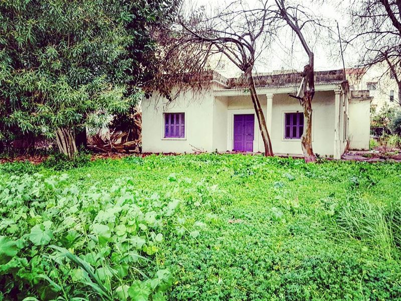 Behind the purple... (Byblos - Jbeil)