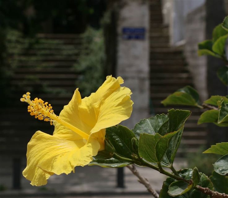 Behind this beautiful yellow flower there are the stairs. Where do these... (Beirut, Lebanon)