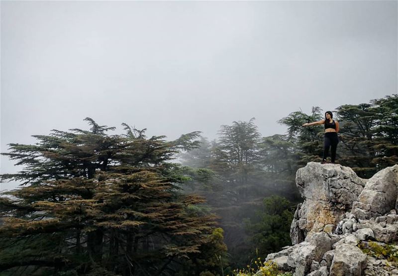 Behold The Foggy Cedars Forest🌫️🌲 Hiking  Tannourine  Lebanon... (Arz Tannoûrîne)
