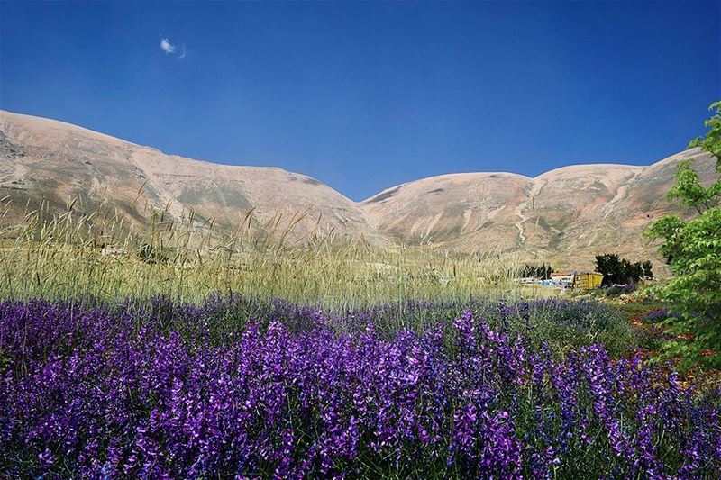 Being both soft and strong is a combination very few have mastered!  ... (Bcharré, Liban-Nord, Lebanon)