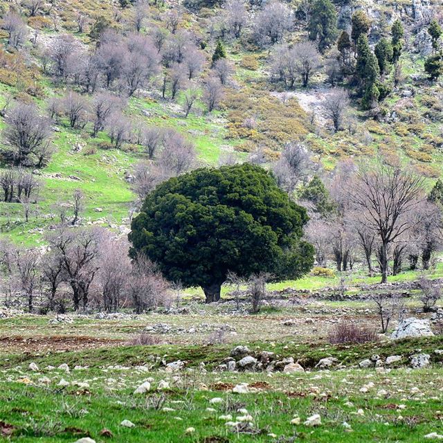 Being different makes all the difference. bebold  standout  tree  hike ...