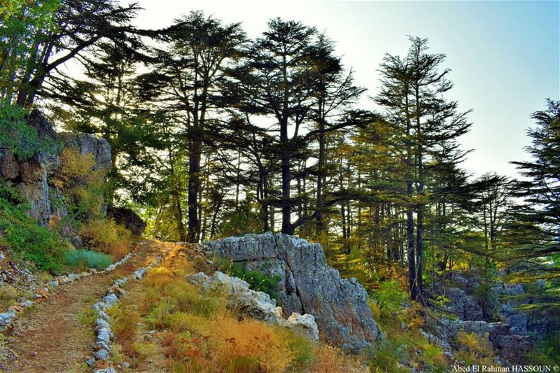 Being near a tree or seeing it change with seasons may help people to cope... (Cedar Reserve Tannourine)