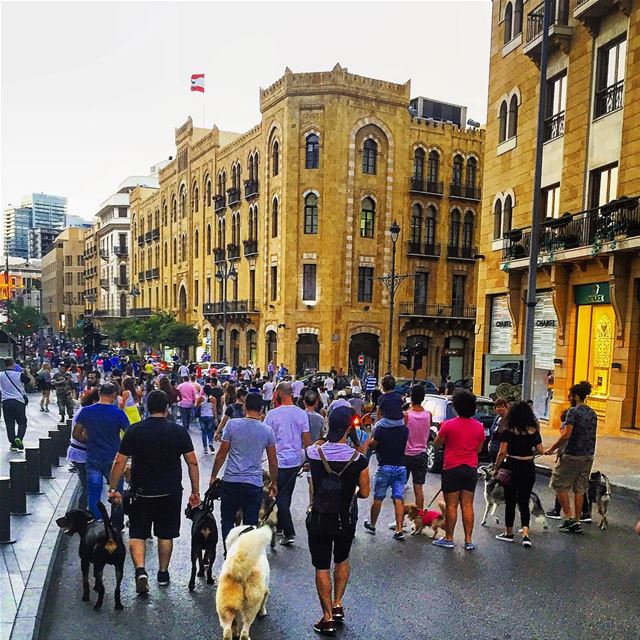 Beirut dog walk event 2016