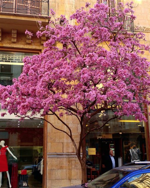 Beirut in the Spring.  beirut  livelovebeirut  downtown  landscaping ... (Downtown Beirut)
