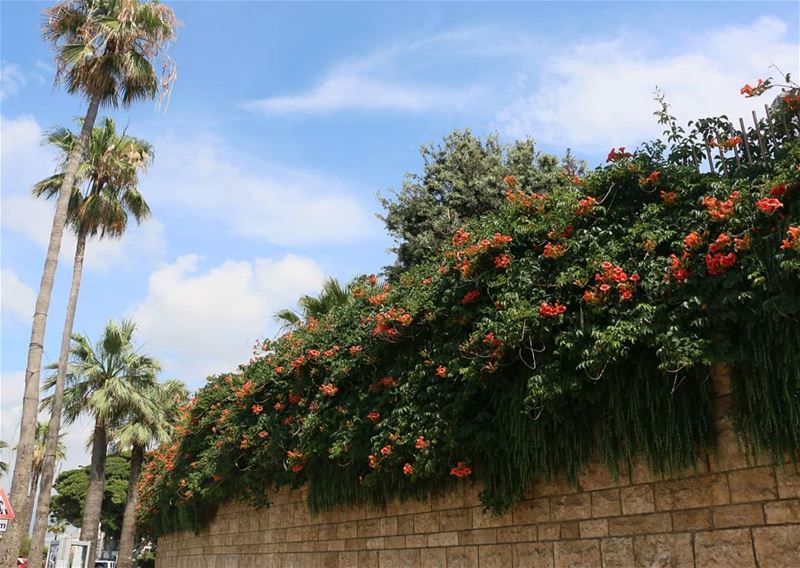 Beirut keeps surprising me... These beautiful flowers on AUB wall are... (Beirut, Lebanon)